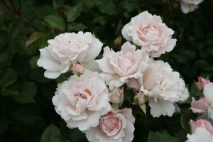 PRETTY PARFUMA (floribunda)